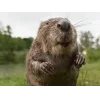 Стикер 15 Бобр