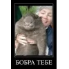 Стикер 27 Бобр