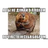 Стикер 36 Бобр