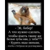 Стикер 33 Бобр