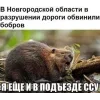 Стикер 26 Бобр