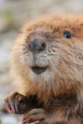 🦫 Стикер «Бобр» для Telegram