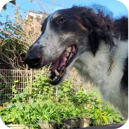 😇 Стикер «Borzoi Base» для Telegram