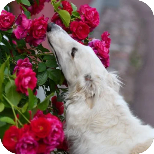 🌹 Стикер «Borzoi Base» для Telegram
