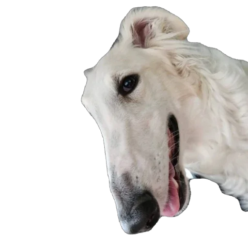 🫥 Стикер «Borzoi Base» для Telegram
