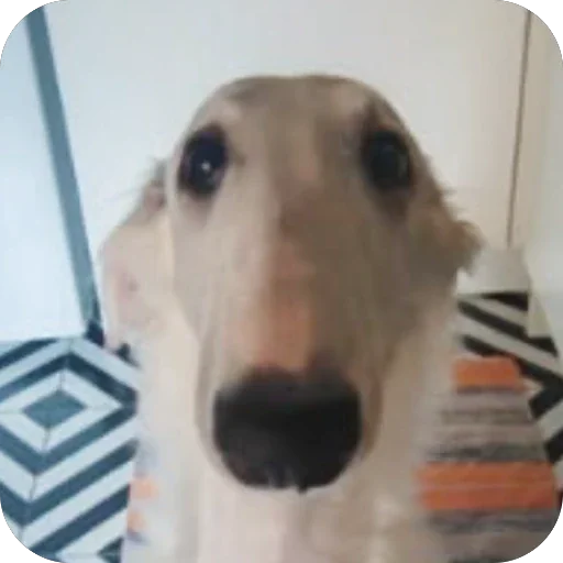 😨 Стикер «Borzoi Base» для Telegram