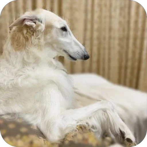 💅 Стикер «Borzoi Base» для Telegram