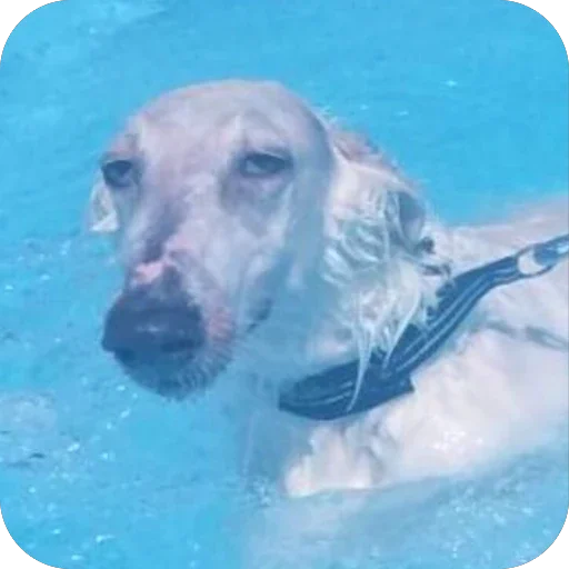 🫡 Стикер «Borzoi Base» для Telegram