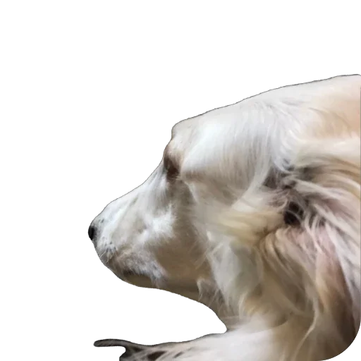 🍽️ Стикер «Borzoi Base» для Telegram