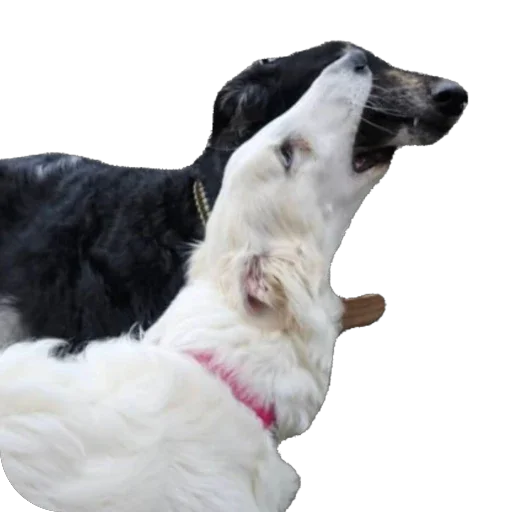 👏 Стикер «Borzoi Base» для Telegram