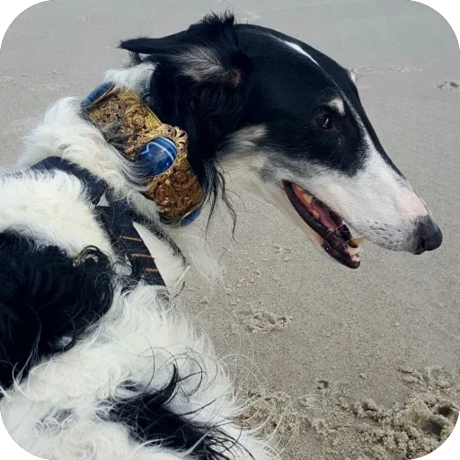 🥰 Стикер «Borzoi Base» для Telegram