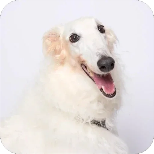 🫥 Стикер «Borzoi Base» для Telegram