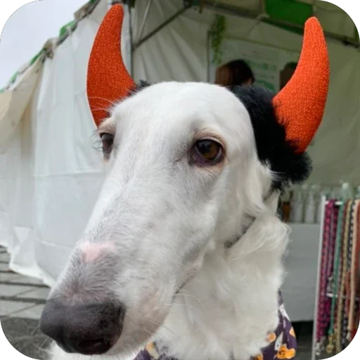 🐕‍🦺 Стикер «Borzoi Base» для Telegram