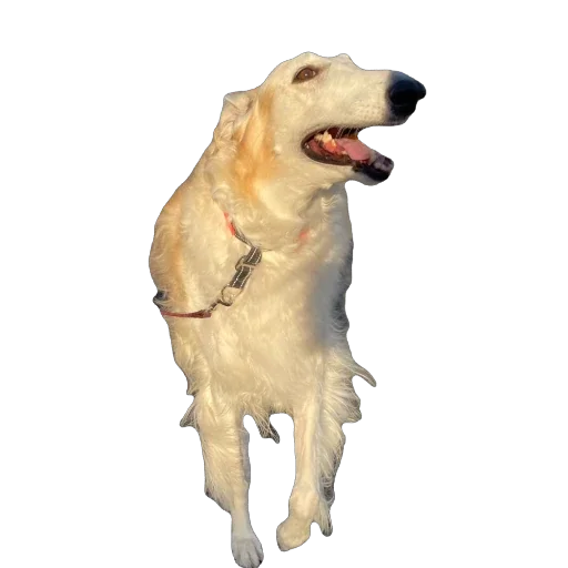 ☁️ Стикер «Borzoi Base» для Telegram