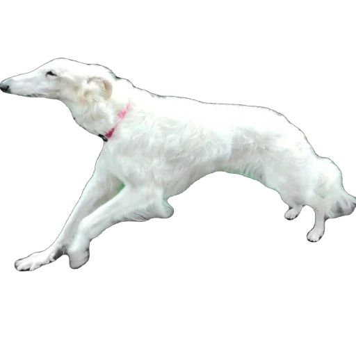 🥱 Стикер «Borzoi Base» для Telegram