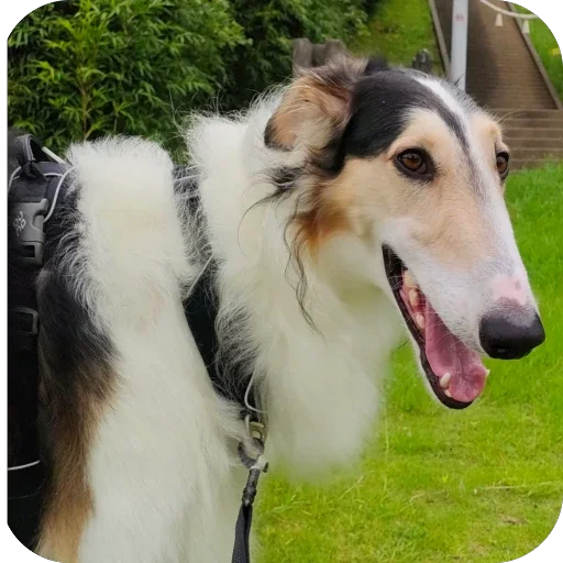 🥰 Стикер «Borzoi Base» для Telegram