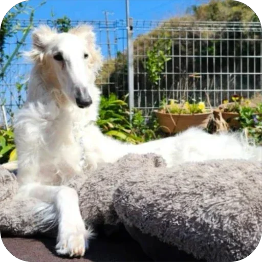 😎 Стикер «Borzoi Base» для Telegram