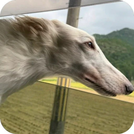 🥰 Стикер «Borzoi Base» для Telegram