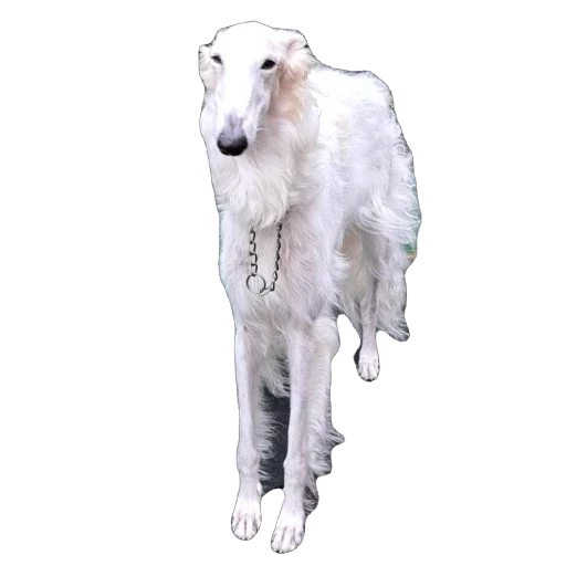 🫥 Стикер «Borzoi Base» для Telegram