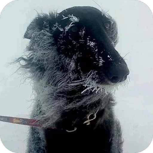 🥶 Стикер «Borzoi Base» для Telegram