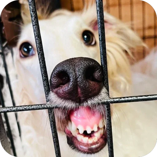 🚪 Стикер «Borzoi Base» для Telegram