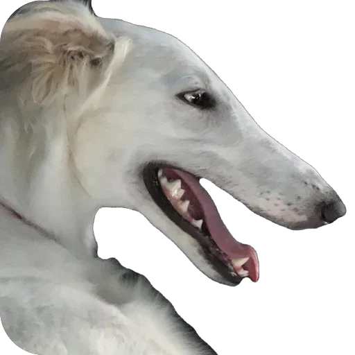 🔥 Стикер «Borzoi Base» для Telegram