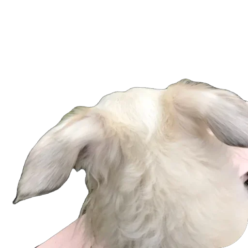 🙂‍↕️ Стикер «Borzoi Base» для Telegram