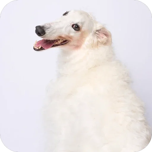 😋 Стикер «Borzoi Base» для Telegram