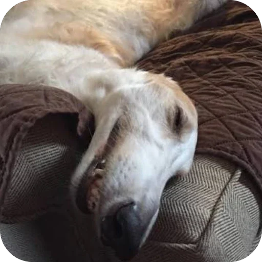 🛌 Стикер «Borzoi Base» для Telegram
