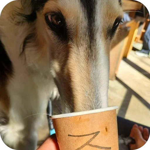 🔥 Стикер «Borzoi Base» для Telegram