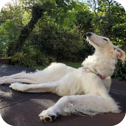 🫥 Стикер «Borzoi Base» для Telegram