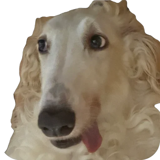 🐶 Стикер «Borzoi Base» для Telegram