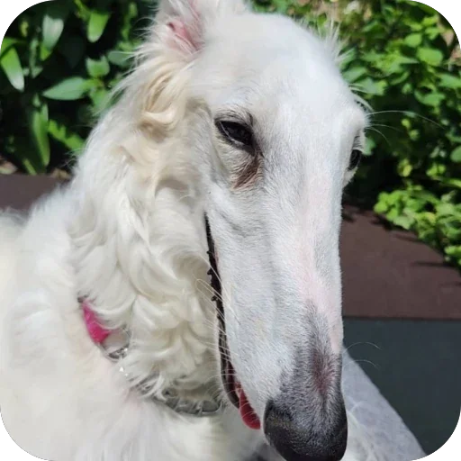 🙃 Стикер «Borzoi Base» для Telegram