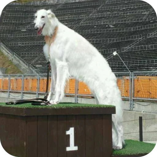 👍 Стикер «Borzoi Base» для Telegram