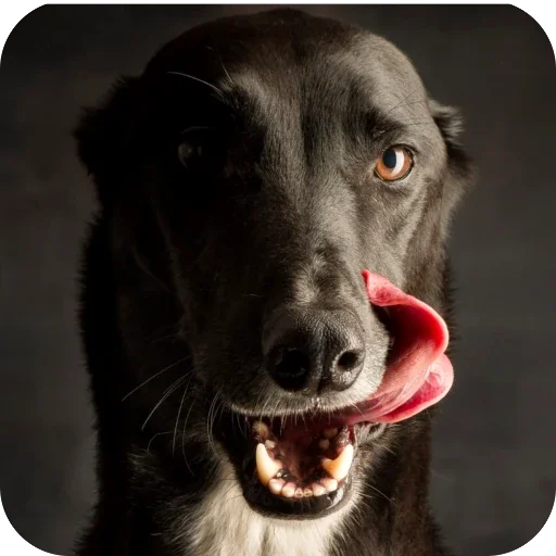 🤤 Стикер «Borzoi Base» для Telegram
