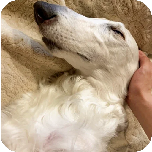 🫵 Стикер «Borzoi Base» для Telegram