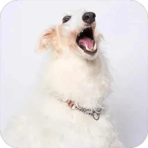 Стикерпак Borzoi Base для Telegram — скачать