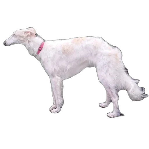 🐕 Стикер «Borzoi Base» для Telegram