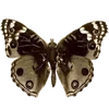 Стикер 38 Brown Beige