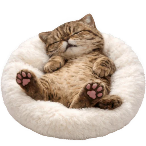 😴 Стикер «Коричневый котик» для Telegram