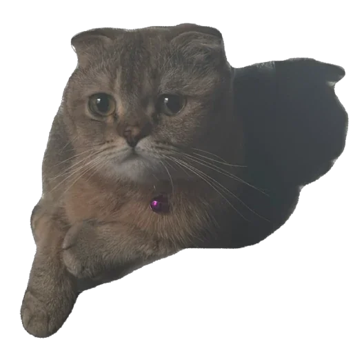 🐈 Стикер «Busya TT Memes» для Telegram