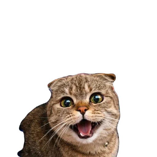 🐈 Стикер «Busya TT Memes» для Telegram