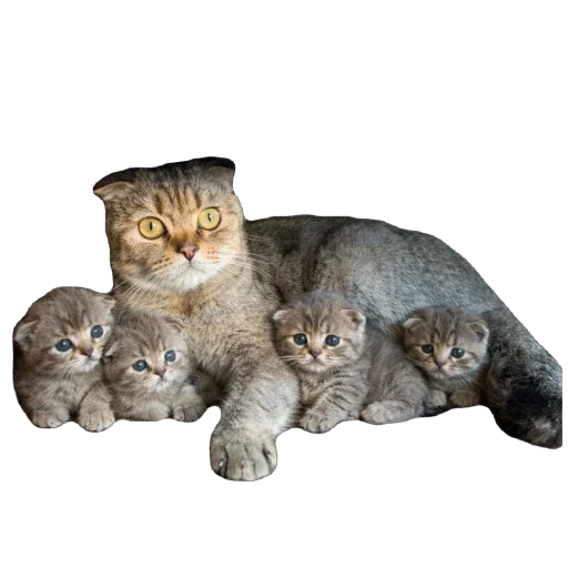 🐈 Стикер «Busya TT Memes» для Telegram