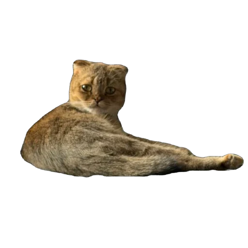 🐈 Стикер «Busya TT Memes» для Telegram