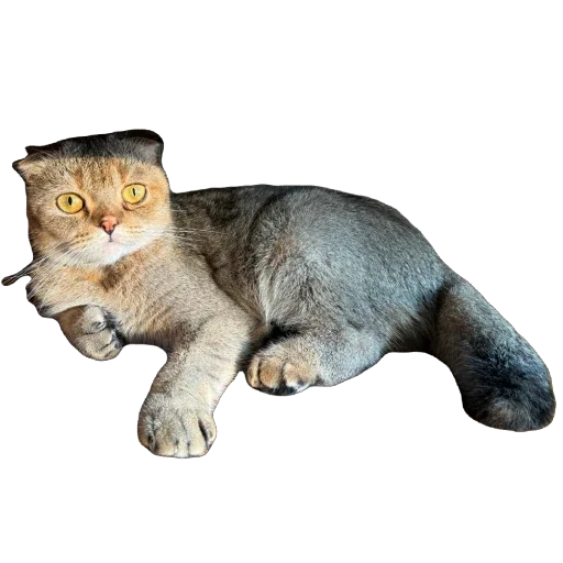 🐈 Стикер «Busya TT Memes» для Telegram
