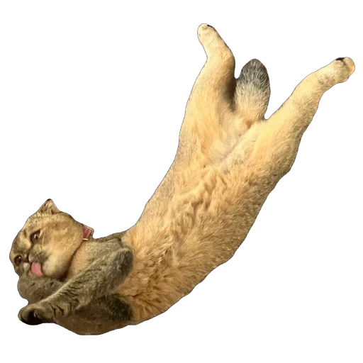 🐈 Стикер «Busya TT Memes» для Telegram
