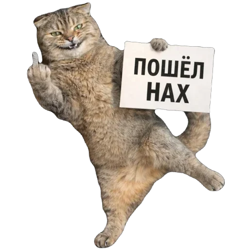 🐈 Стикер «Busya TT Memes» для Telegram