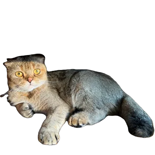 🐈 Стикер «Busya TT Memes» для Telegram