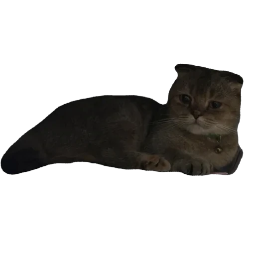 🐈 Стикер «Busya TT Memes» для Telegram