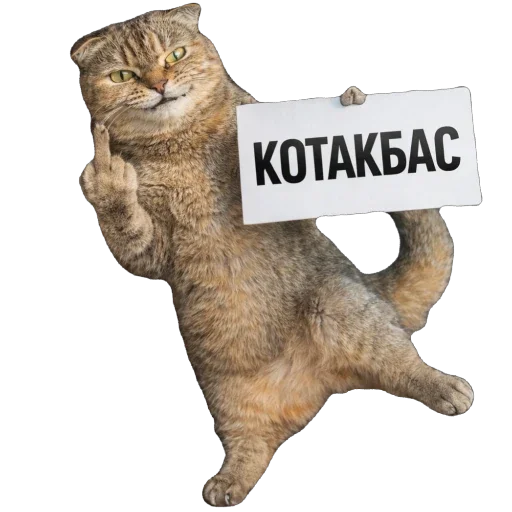 🐈 Стикер «Busya TT Memes» для Telegram